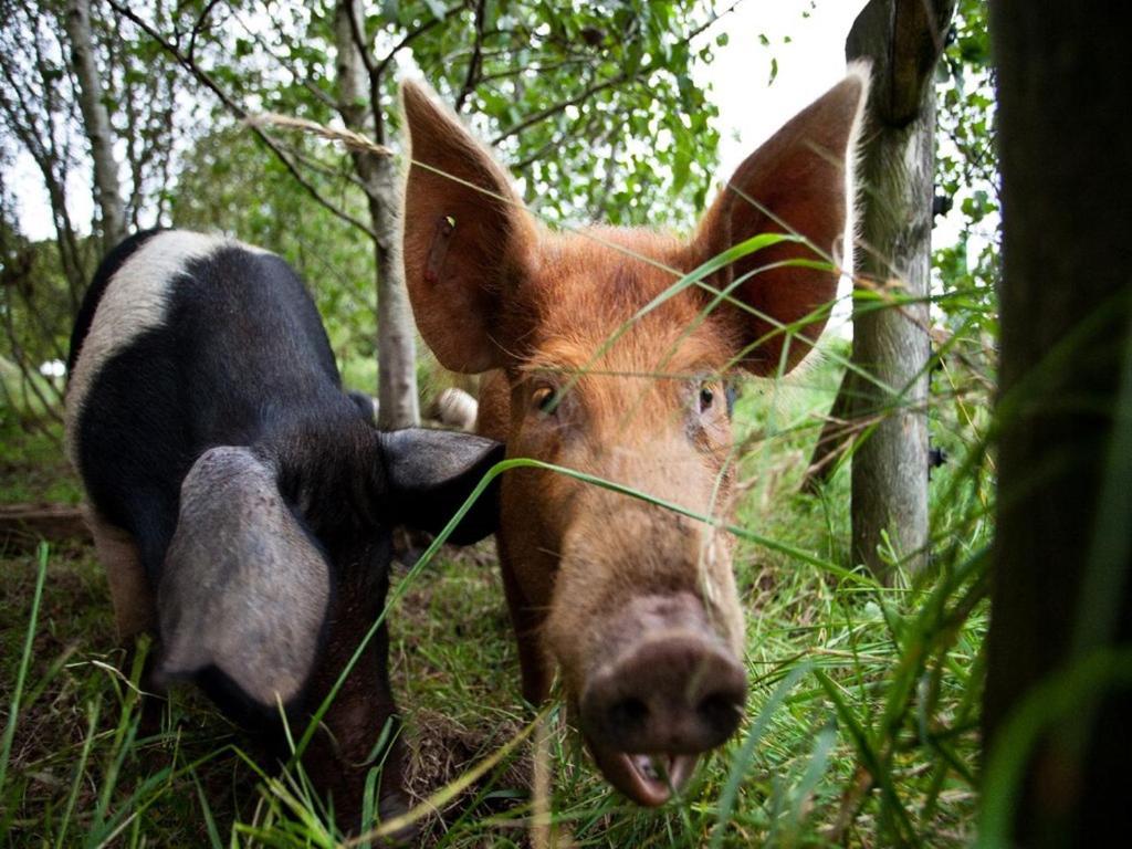 Ballylagan Organic Farm Straid  Bagian luar foto